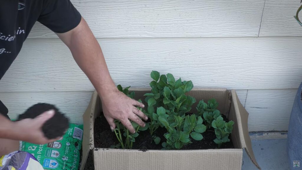 Growing Potatoes in a cardboard box early 