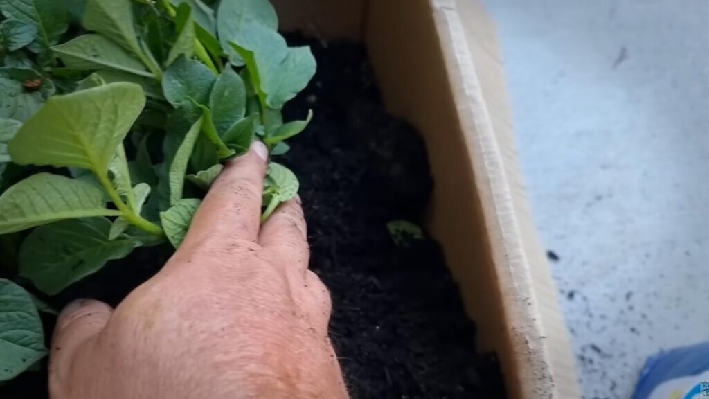 Growing Potatoes in a cardboard box early 