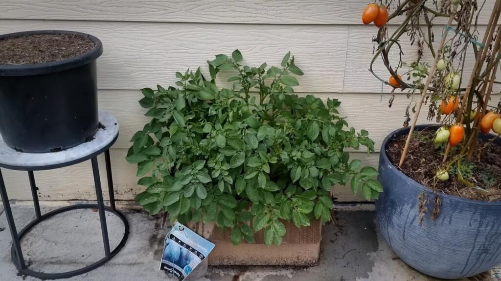 Growing Potatoes in a cardboard box ready