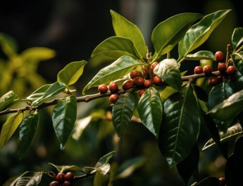 Yaupon: The Hidden Caffeine