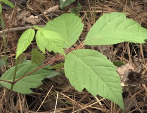 Poison Ivy and Jewelweed